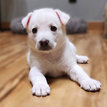 Rescue German Shepherd Dog Dogs for Adoption in Fargo, North Dakota - St Helen | PetCurious