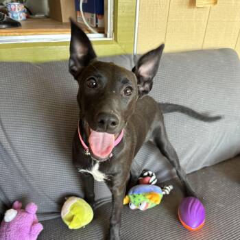 Janet -  Labrador Retriever and German Shepherd Dog Dog for Adoption in Williamsburg, New Mexico - Janet | PetCurious