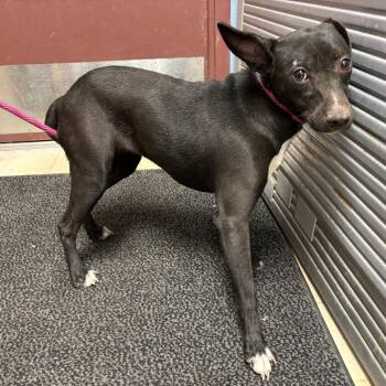 Mixed Breed Dogs Available for Adoption in Saint Joseph, Missouri - Vexa | PetCurious
