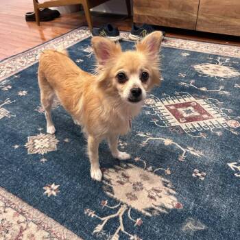 CECELIA -  Chihuahua and Mixed Breed Dog for Adoption in Waterford, New Jersey - CECELIA | PetCurious