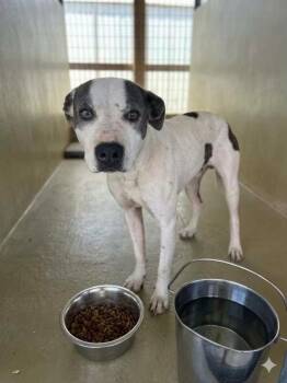 Bubba -  Pit Bull Terrier Dog for Adoption in Sparta, North Carolina - Bubba | PetCurious