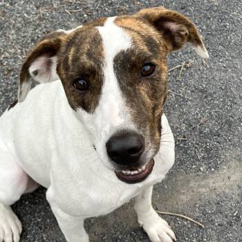Libby -  Hound Dog for Adoption in Quakertown, Pennsylvania - Libby | PetCurious