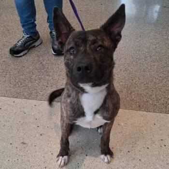TBD -  Shepherd and Pit Bull Terrier Dog for Adoption in Oakville, Washington - TBD | PetCurious