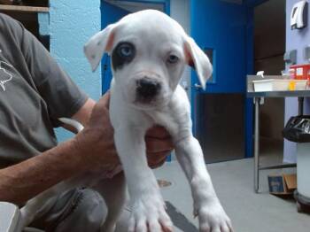 MICKEY -  Pit Bull Terrier and Mixed Breed Dog for Adoption in Albuquerque, New Mexico - MICKEY | PetCurious