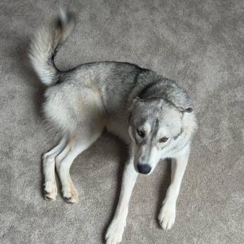 Siberian Husky Dogs Available for Adoption in Oceanside, California - *** Rico | PetCurious