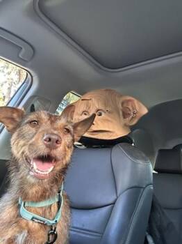 Rescue Terrier Dogs for Adoption in Concord, California - ADEEN | PetCurious