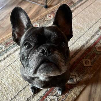Rescue French Bulldog Dogs for Adoption in Hilton, New York - Marc Anthony | PetCurious