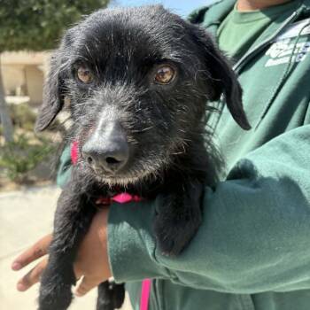 Terrier Dogs Available for Adoption in Chino Hills, California - Alexander -Costa Mesa Location | PetCurious