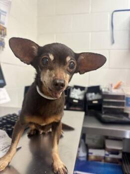 WAGATHA -  Chihuahua Dog for Adoption in San Bernardino, California - WAGATHA | PetCurious