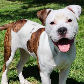 Suavo -  Mixed Breed Dog for Adoption in Allentown, Pennsylvania - Suavo | PetCurious