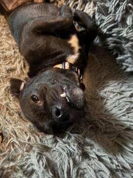 Nibbler #1 -  Chihuahua Dog for Adoption in Denver, Colorado - Nibbler #1 | PetCurious