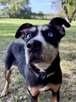 Mascarpone -  Mixed Breed Dog for Adoption in Midland, Michigan - Mascarpone | PetCurious