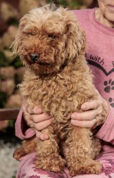 Rescue Miniature Poodle Dogs for Adoption in Chester Springs, Pennsylvania - Evangeline | PetCurious
