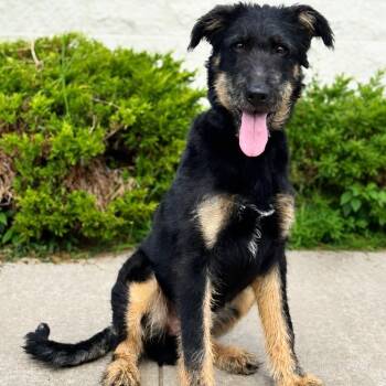Stiles -  Shepherd and Poodle Dog for Adoption in Syosset, New York - Stiles | PetCurious