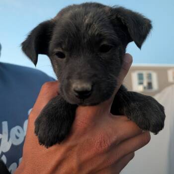 Hammerhead -  Mixed Breed Dog for Adoption in Park City, Utah - Hammerhead | PetCurious