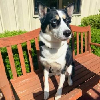 Border Collie and Siberian Husky Dogs Available for Adoption in Quincy, Illinois - Jessie | PetCurious
