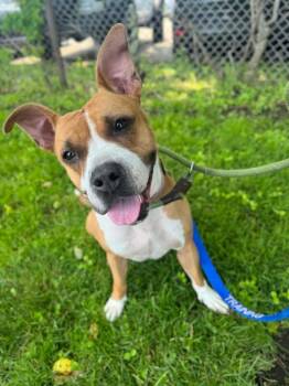 Rescue Pit Bull Terrier Dogs for Adoption in Stamford, Connecticut - Bailey | PetCurious