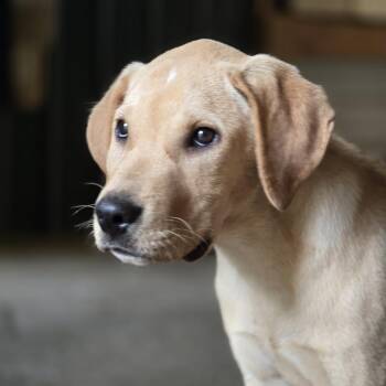 Labrador Retriever and Mixed Breed Dogs Available for Adoption in Shelby, North Carolina - Elvis | PetCurious