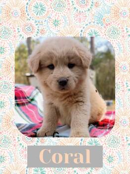 Australian Shepherd and Labrador Retriever Dogs Available for Adoption - Coral | PetCurious