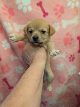 Rescue Dachshund and Beagle Dogs for Adoption in Pemberton Township, New Jersey - BELLE | PetCurious