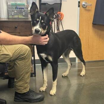 Bowie -  Mixed Breed Dog for Adoption in Dickinson, Texas - Bowie | PetCurious