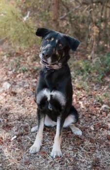Shepherd Dogs Available for Adoption - Bianca | PetCurious