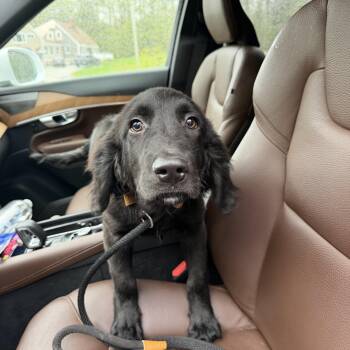 Mixed Breed Dogs Available for Adoption in New Boston, New Hampshire - Bear | PetCurious