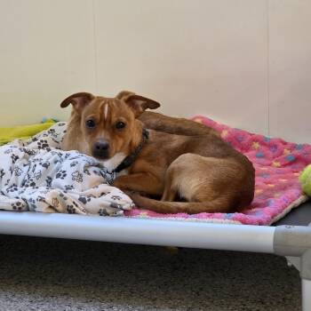 Chihuahua Dogs Available for Adoption in Wake Forest, North Carolina - Dirac | PetCurious