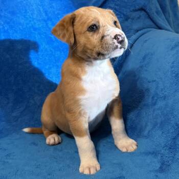 Catahoula Leopard Dog Dogs Available for Adoption - Nancy | PetCurious