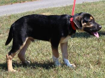 Vision 44166 -  Boxer and Shepherd Dog for Adoption in Prattville, Alabama - Vision 44166 | PetCurious