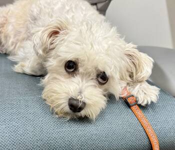 Arista -  Maltipoo and Miniature Schnauzer Dog for Adoption in Cypress, California - Arista | PetCurious
