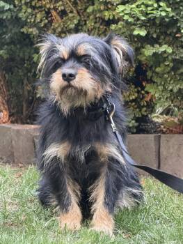 Chewie -  Yorkshire Terrier and Pomeranian Dog for Adoption in Puyallup, Washington - Chewie | PetCurious