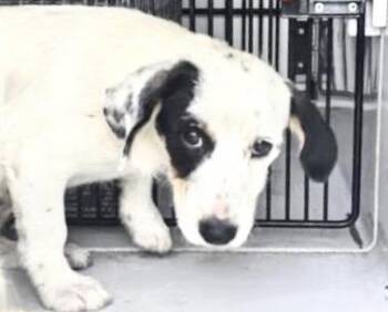 Dachshund and Mixed Breed Dogs Available for Adoption in Houston, Texas - A654440 | PetCurious