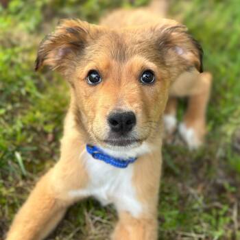 Shepherd Dogs Available for Adoption in Richmond, Virginia - Bentley | PetCurious