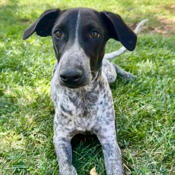 Nikki -  Pointer Dog for Adoption in Fort Collins, Colorado - Nikki | PetCurious