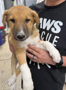 Sam -  Shepherd and Terrier Dog Available for Adoption in St. George, Utah - Sam | PetCurious