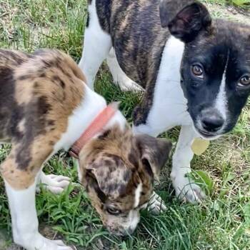 Caesar -  Rat Terrier and Mixed Breed Dog for Adoption in Metamora, Michigan - Caesar | PetCurious