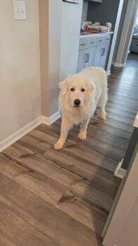 Sugar -  Great Pyrenees Dog for Adoption in Wando, South Carolina - Sugar | PetCurious