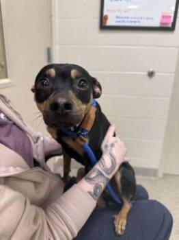 Miniature Pinscher and Mixed Breed Dogs Available for Adoption - Ilia | PetCurious