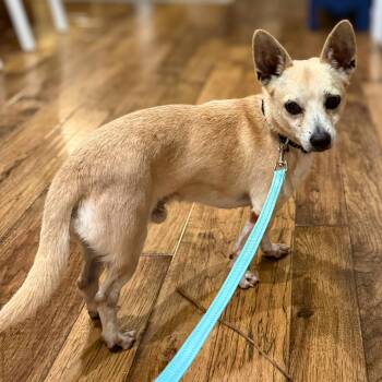 Leo -  Chihuahua Dog for Adoption in Baldwin, Maryland - Leo | PetCurious