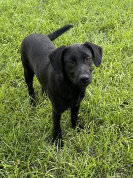Black Labrador Retriever Dogs Available for Adoption in Alexandria, Louisiana - Archie | PetCurious