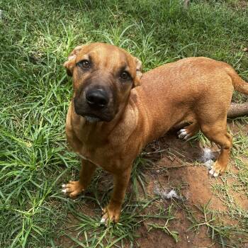 Griffin -  Black And Tan Coonhound Dog for Adoption in Pottsboro, Texas - Griffin | PetCurious