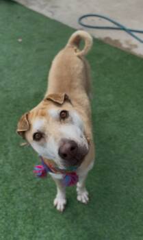 Rescue Shar Pei Dogs for Adoption in Houston, Texas - Cassie | PetCurious