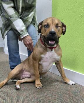 Rex -  Mastiff Dog for Adoption in Grand Rapids, Michigan - Rex | PetCurious