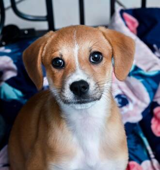 Rescue Jack Russell Terrier and Terrier Dogs for Adoption in Chattanooga, Tennessee - Pumpkin | PetCurious