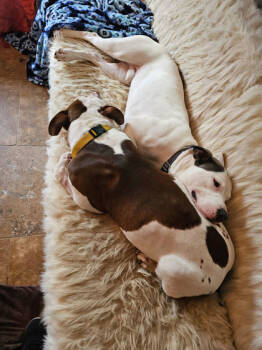 Rescue Mixed Breed Dogs for Adoption in Chamblee, Georgia - Spot - IN FOSTER | PetCurious