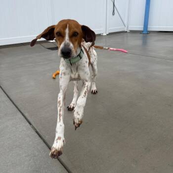 Treeing Walker Coonhound Dogs Available for Adoption - Berry | PetCurious