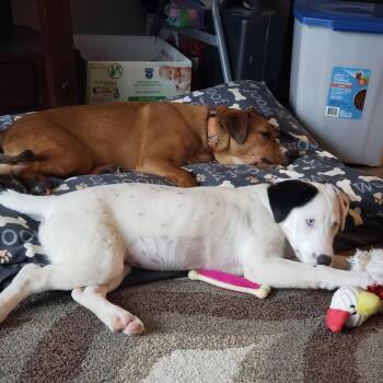 Kruiser -  Catahoula Leopard Dog and English Bulldog Dog for Adoption in Green Bay, Wisconsin - Kruiser | PetCurious