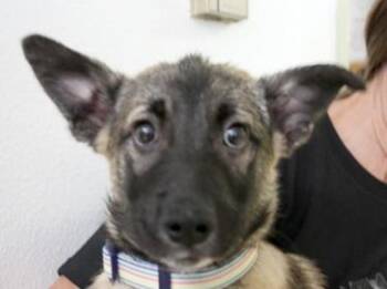 German Shepherd Dog Dogs Available for Adoption in Flagstaff, Arizona - Luca | PetCurious