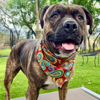 Whisper -  Bullmastiff Dog for Adoption in Palm Harbor, Florida - Whisper | PetCurious